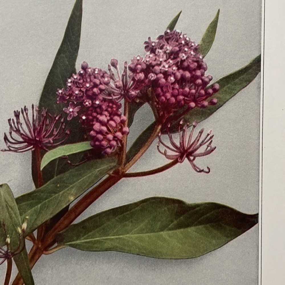 🖤5/$25 Antique Botanical Print Original natural home decor milkweed flower